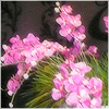 Plants: image 7 0f 20 thumb